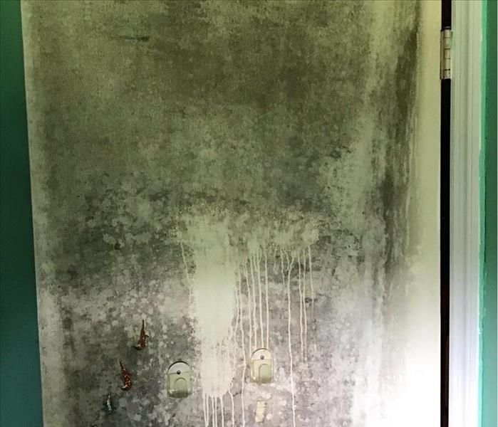 mold covered door inside house